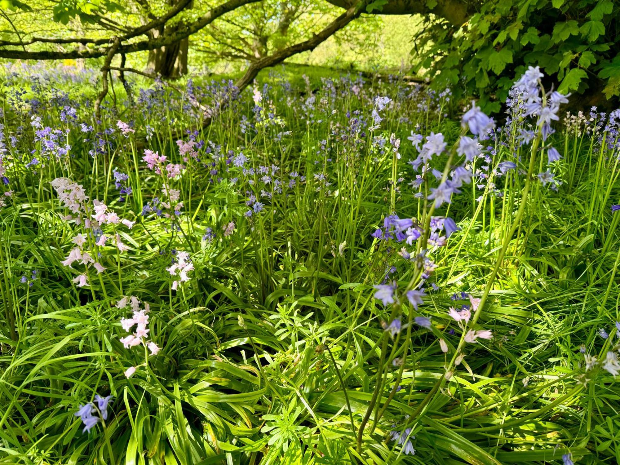 Cockley Hill Farm Bed & Breakfast Brackley  Esterno foto